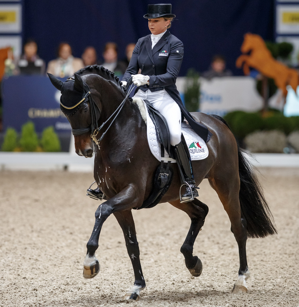 Pferd Sport Zucht Und Sport In Schleswig Holstein Und Hamburg Holsteiner Zucht Artikel