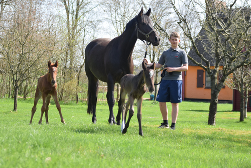 Pferd Sport Zucht Und Sport In Schleswig Holstein Und Hamburg Holsteiner Zucht Artikel