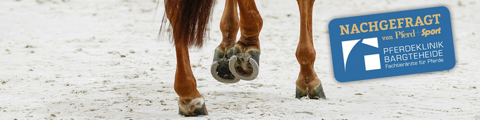 Vorschaubild Gallen beim Pferd - Schönheitsfehler oder ernsthafte Gefahr?