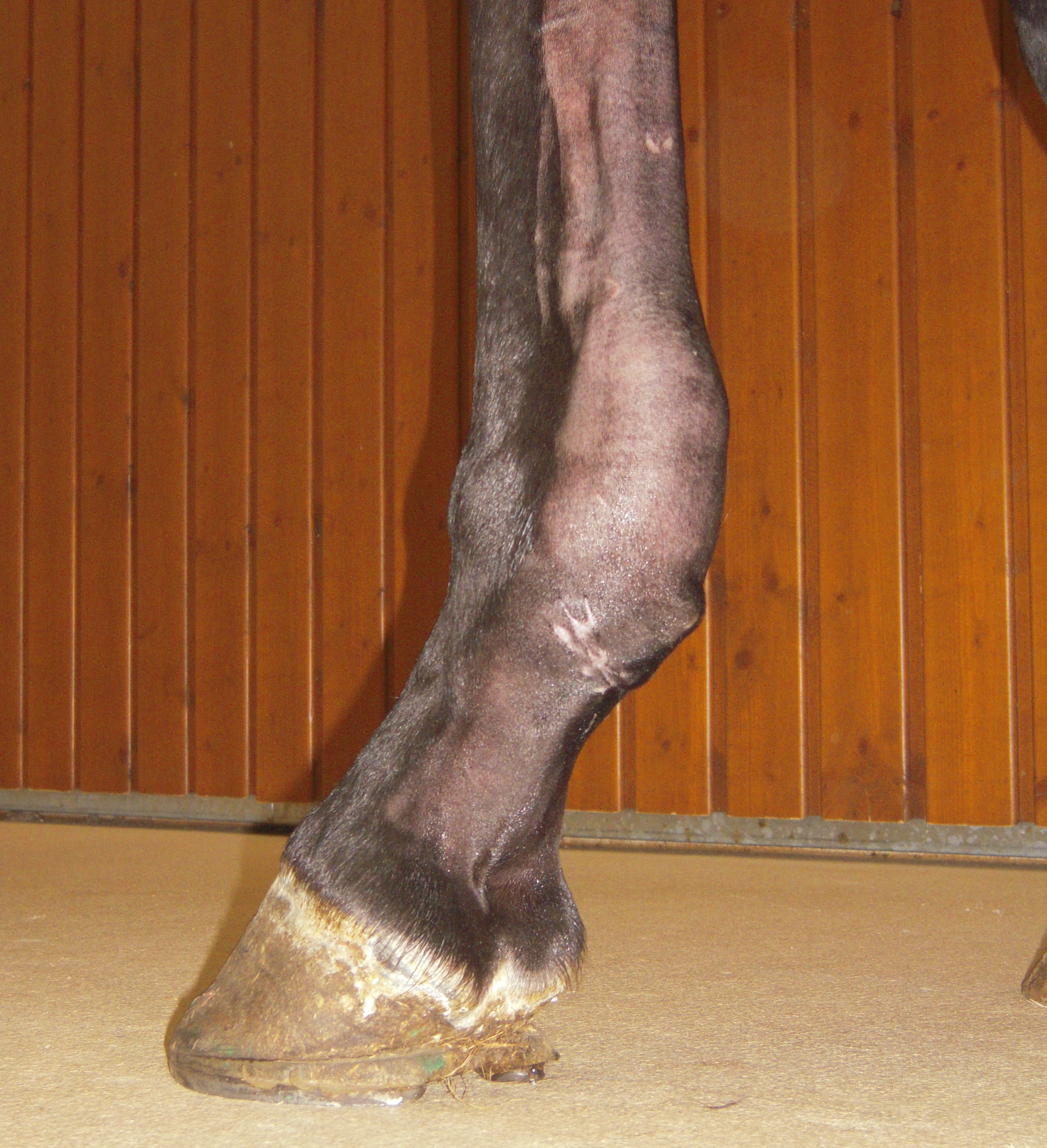 Sehnenschaden Pferd Vorne Symptome