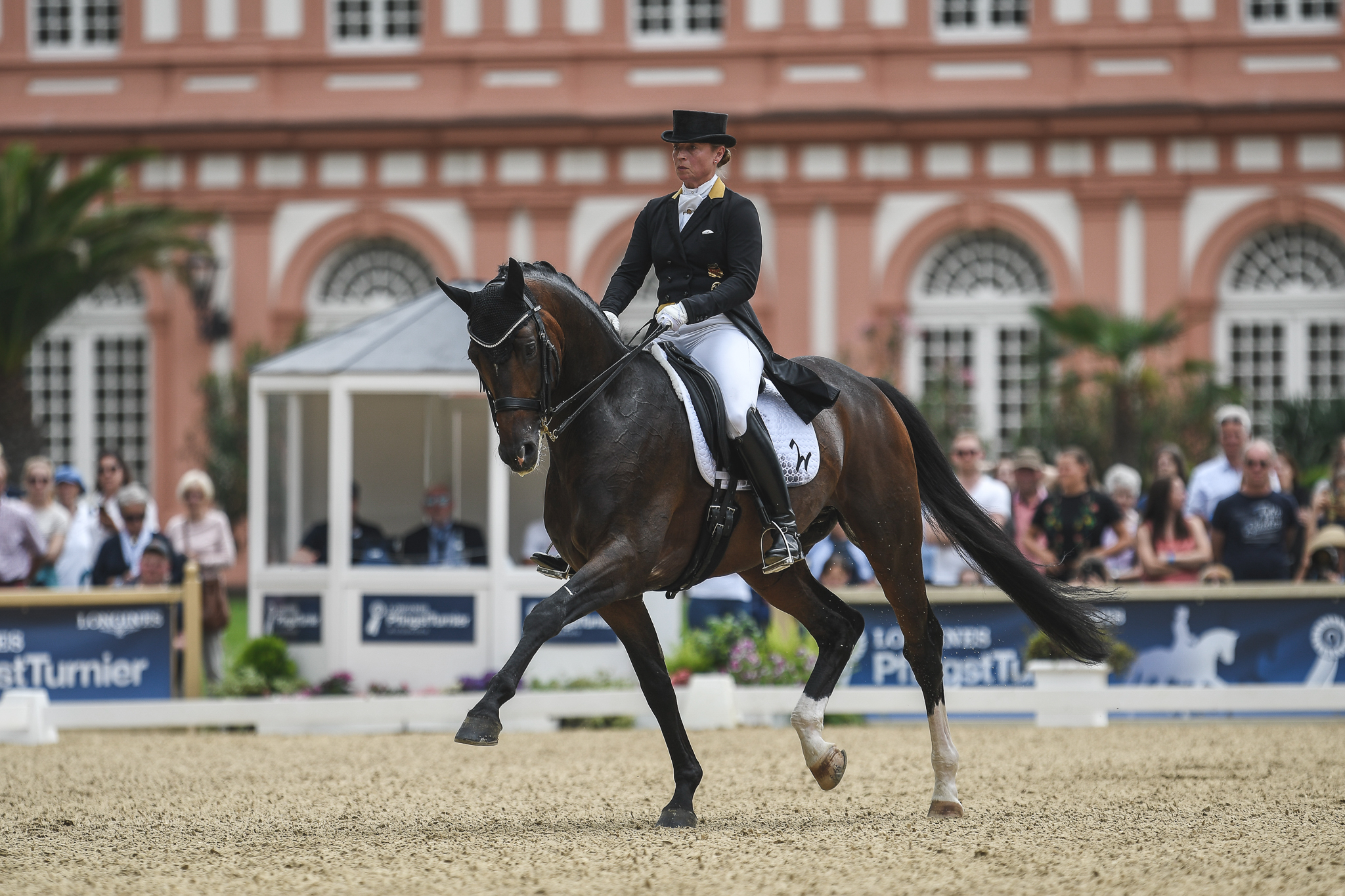 Pferd Sport Zucht Und Sport In Schleswig Holstein Und Hamburg Holsteiner Zucht Artikel